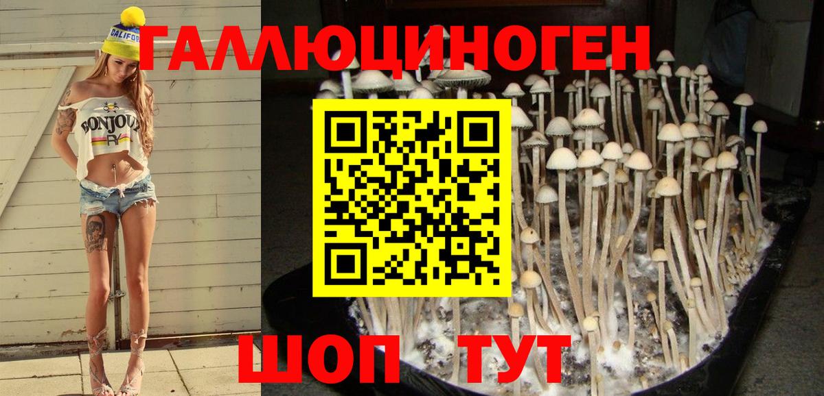 Псилоцибиновые грибы Psilocybine cubensis Южноуральск